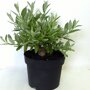 Salix 'Helvetica' 50 cm struik